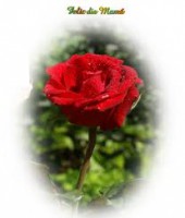 /album/fotogaleria/rosa-roja-con-ovalo-jpg/